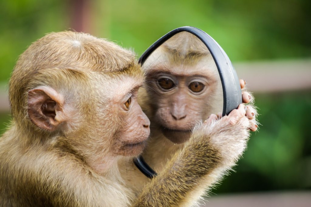 monkey looks in mirror